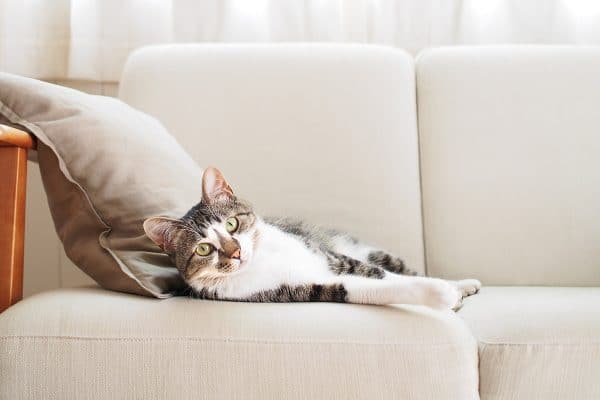 Comment nettoyer du pipi de chat sur un canapé en cuir ?