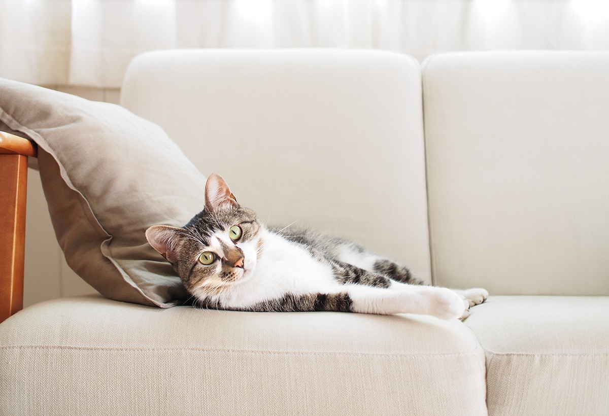 Comment nettoyer du pipi de chat sur un canapé en cuir ?