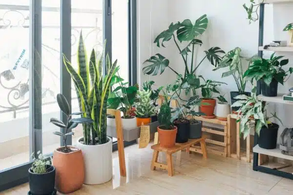 Plantes d’intérieur incontournables pour sublimer votre décoration