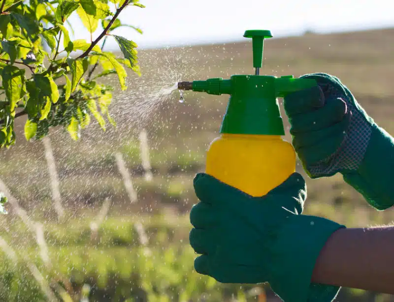 Insecticide naturel : 10 recettes simples à fabriquer maison