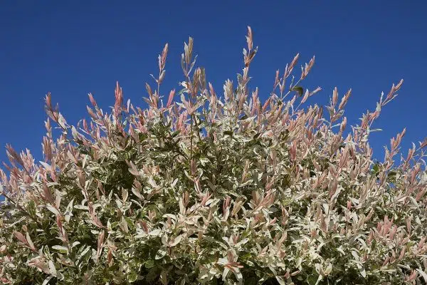 Saule crevette : comment planter et cultiver cet arbre ?