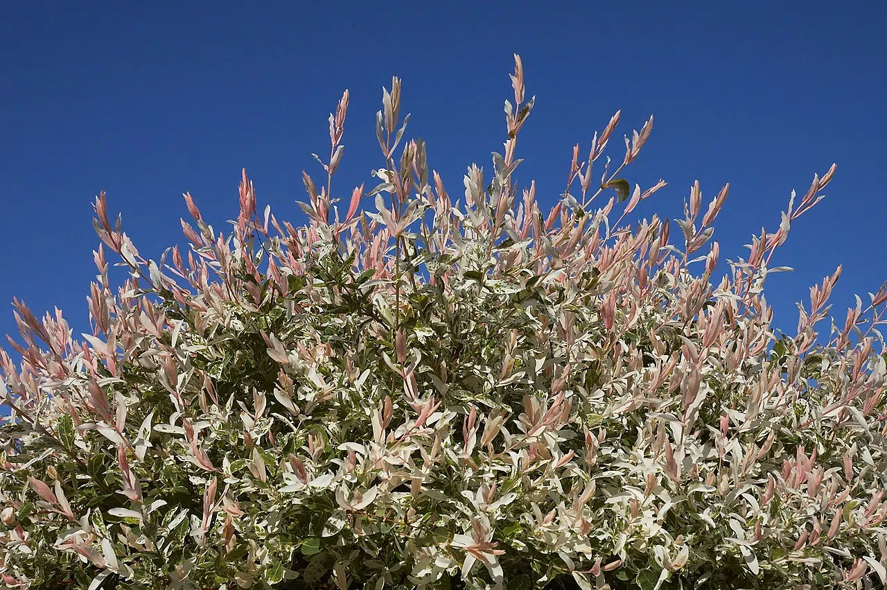 Saule crevette : comment planter et cultiver cet arbre ?