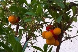 Comment manger le fruit de l’arbousier ?