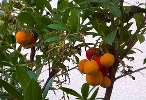 Comment manger le fruit de l’arbousier ?