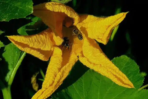 Comment éviter que mes courgettes jaunissent ? 6 conseils et solutions à considérer.