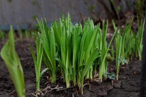 Envoyer des fleurs : les incontournables pour cette année