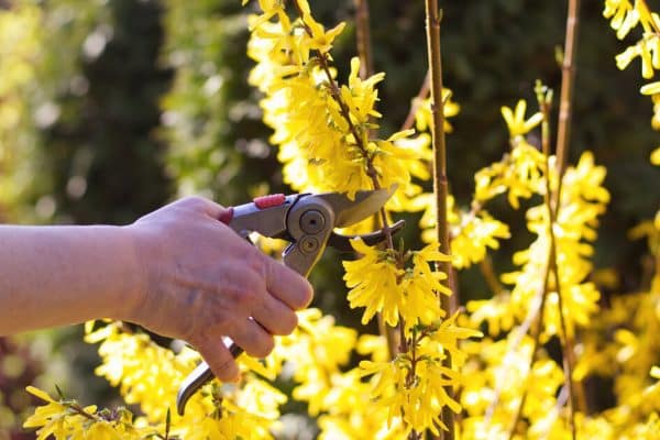 Pourquoi ne pas tailler au printemps ?