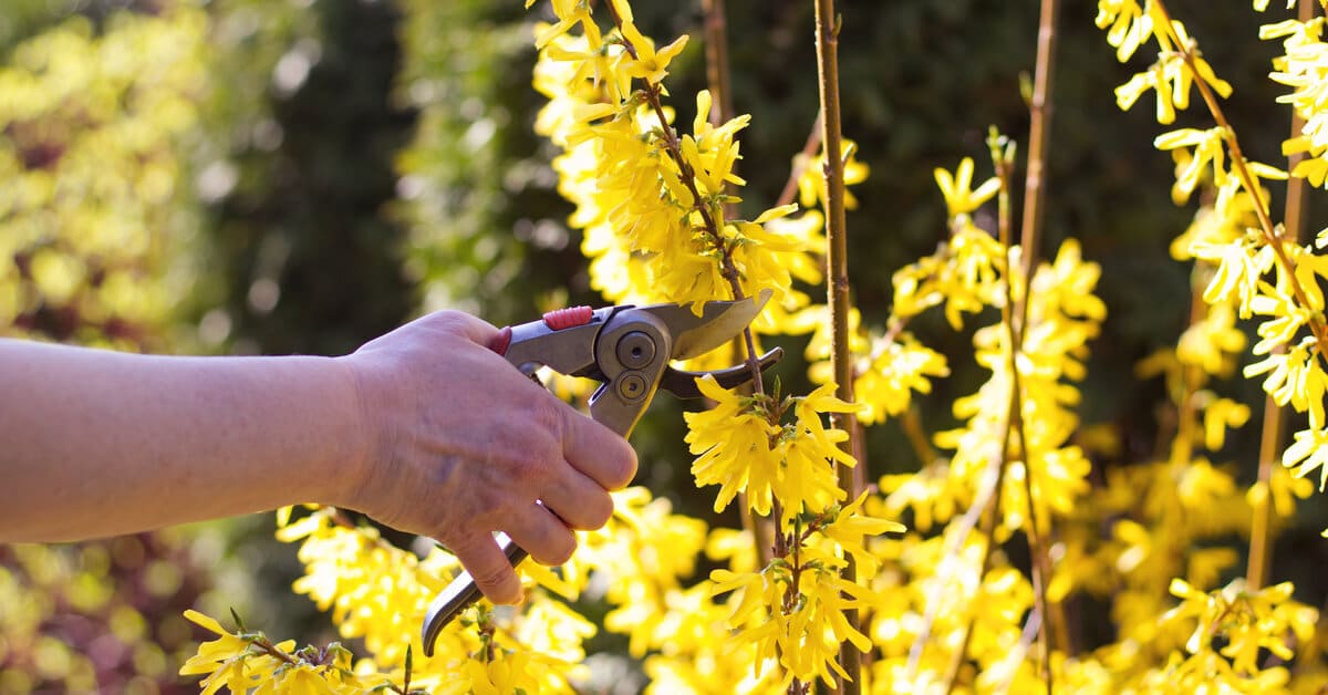 Pourquoi ne pas tailler au printemps ?
