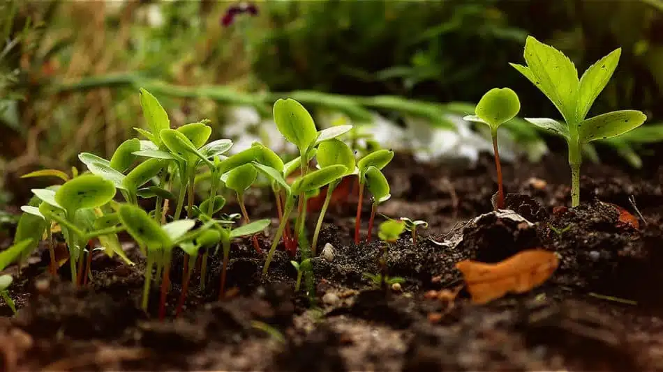 Les bienfaits de la permaculture et du jardinage biologique pour votre santé et la planète