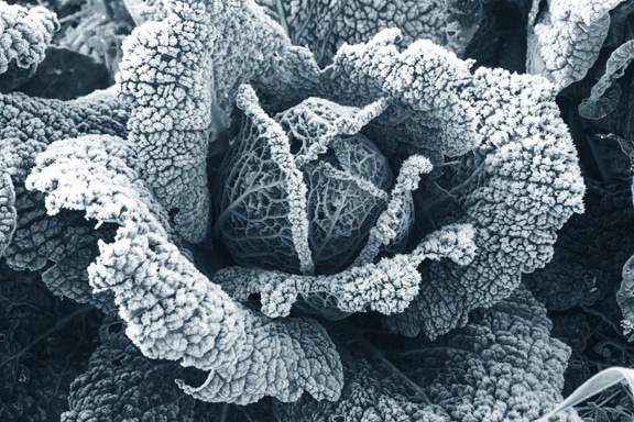 Est Ce Que Le Basilic Craint Le Gel Est-ce que le basilic craint le gel ? - Mon Habitat