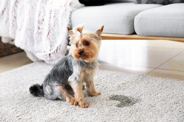 Pourquoi mon chien fait toujours pipi dans la maison ?