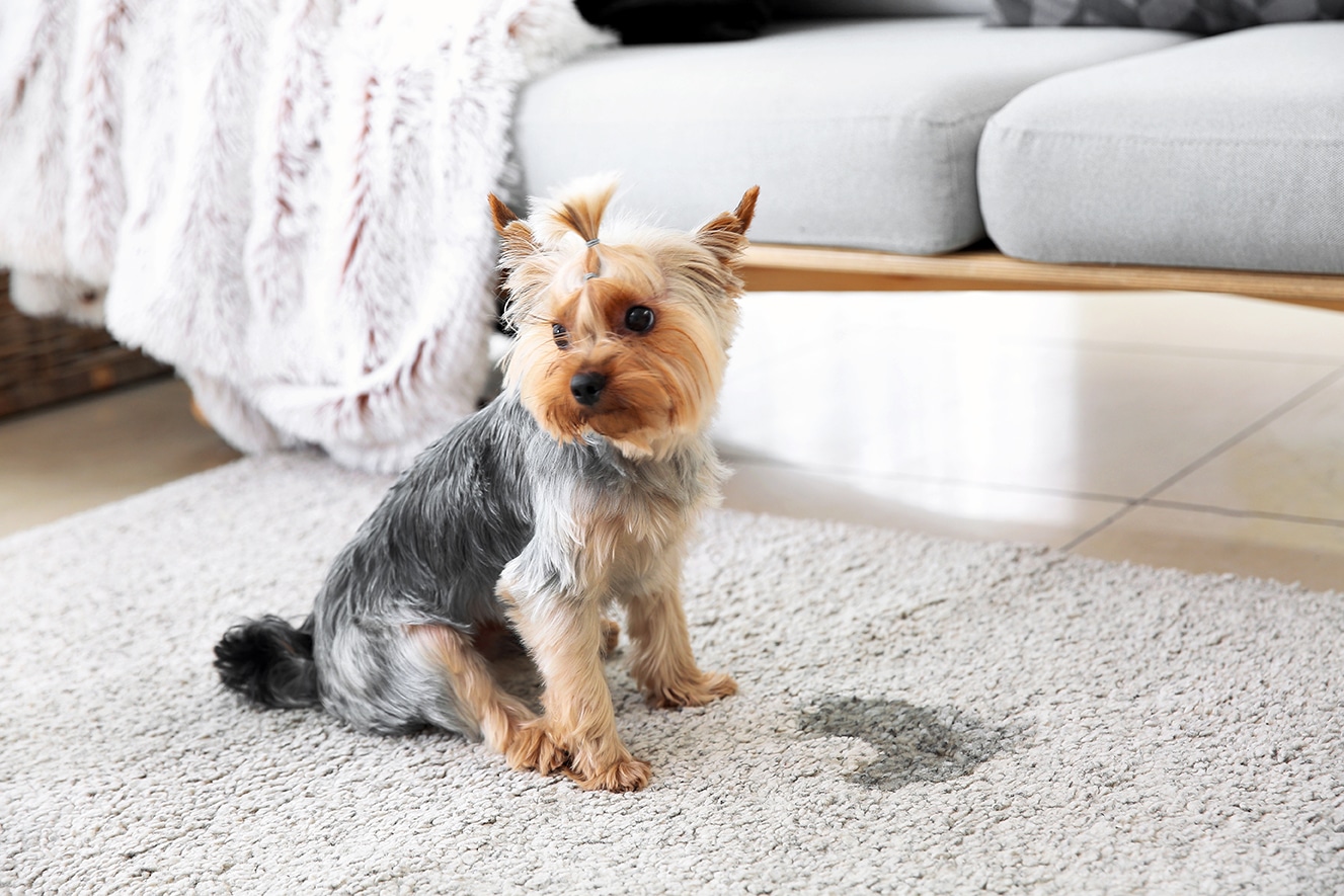 Pourquoi mon chien fait toujours pipi dans la maison ? Mon Habitat