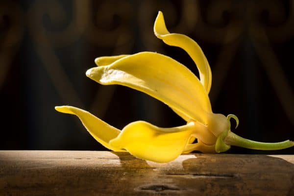Comment utiliser huile essentielle Ylang-ylang ?